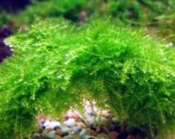 Dennerle Triangelmoos / Cratonneuron Filicinum Auf Gitter - Pad 7 Dennerle Triangelmoos / Cratonneuron Filicinum Auf Gitter - Pad -Hobby || DENNERLE || Flamingo Verkäufe oM 927DE 1 3