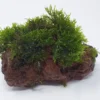 Kleiner Lavastein Mit Mini Korallenmoos / Riccardia Chamedryfolia -Hobby || DENNERLE || Flamingo Verkäufe oS1626Km 1 2