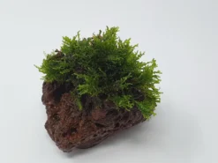 Kleiner Lavastein Mit Mini Korallenmoos / Riccardia Chamedryfolia -Hobby || DENNERLE || Flamingo Verkäufe oS1626Km 1 4