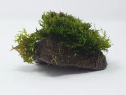 Kleiner Lavastein Mit Mini Korallenmoos / Riccardia Chamedryfolia -Hobby || DENNERLE || Flamingo Verkäufe oS1626Km 1 6