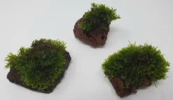 Kleiner Lavastein Mit Mini Korallenmoos / Riccardia Chamedryfolia -Hobby || DENNERLE || Flamingo Verkäufe oS1626Km 1 8