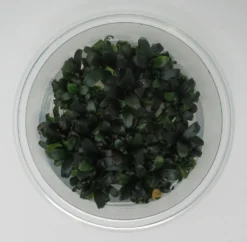 XL In-Vitro Bucephalandra Serimbu Braun - TOP-Rarität