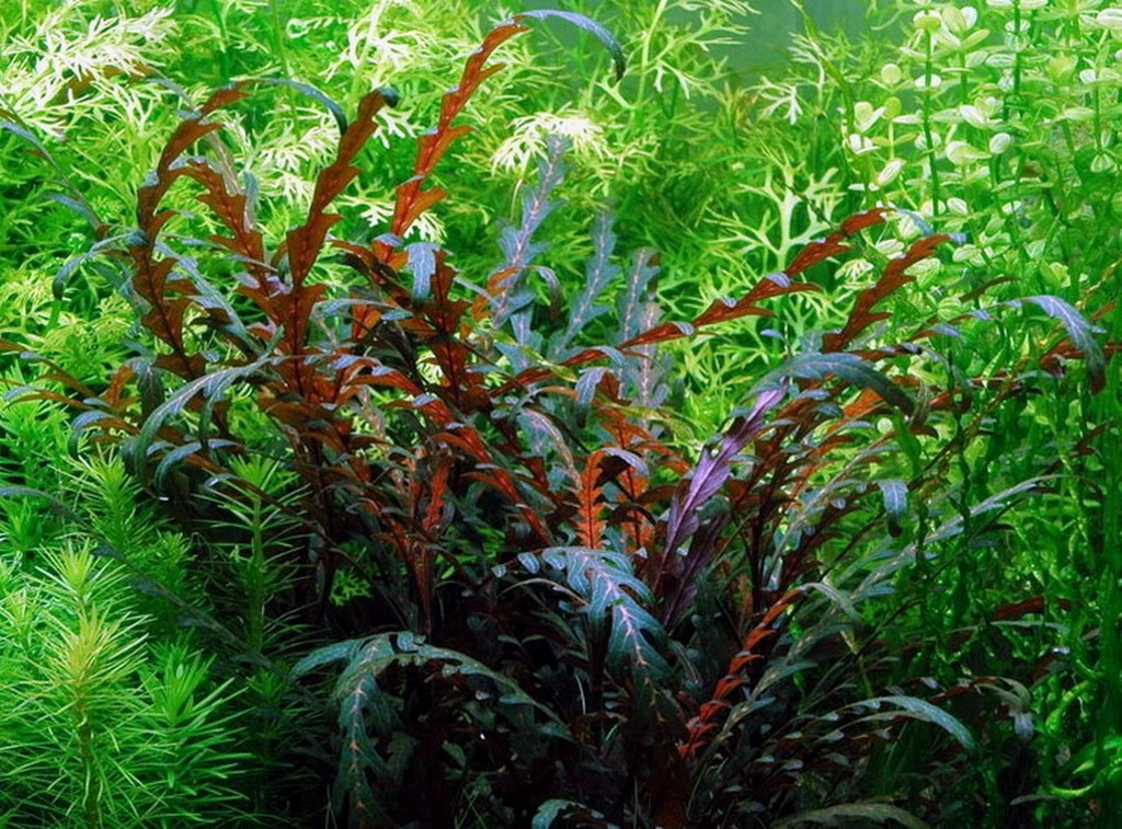 In-Vitro Fiederspaltiger Wasserfreund / Hygrophila Pinnatifida 3 In-Vitro Fiederspaltiger Wasserfreund / Hygrophila Pinnatifida