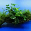 Zwergspeerblatt / Anubias Nana Mit Javamoos Auf Schöner Ca. 25 Cm Großer Wurzel, Moos -Hobby || DENNERLE || Flamingo Verkäufe oW 002aBL 1 1