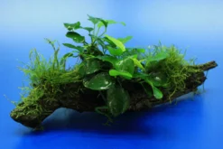 Zwergspeerblatt / Anubias Nana Mit Javamoos Auf Schöner Ca. 25 Cm Großer Wurzel, Moos