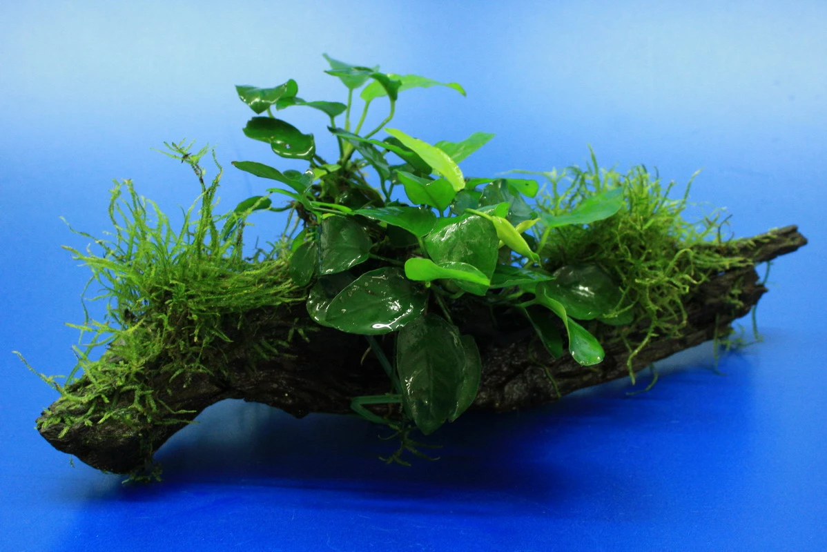 Zwergspeerblatt / Anubias Nana Mit Javamoos Auf Schöner Ca. 25 Cm Großer Wurzel, Moos 3 Zwergspeerblatt / Anubias Nana Mit Javamoos Auf Schöner Ca. 25 Cm Großer Wurzel, Moos