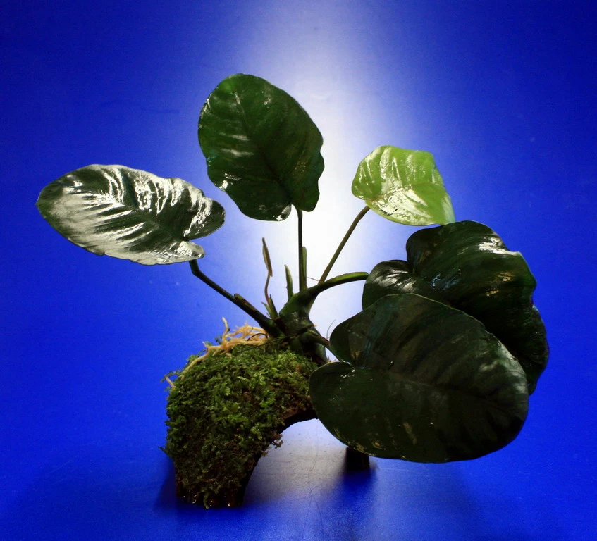 Breitblättriges Speerblatt-Höhle / Coco Shell - Kokosnuss Mit Javamoos Und Anubias Barteri Var. Barteri 3 Breitblättriges Speerblatt-Höhle / Coco Shell - Kokosnuss Mit Javamoos Und Anubias Barteri Var. Barteri