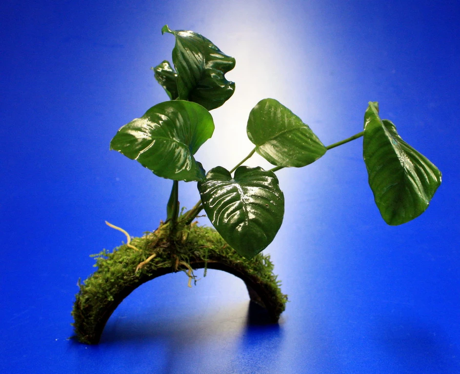 Breitblättriges Speerblatt-Brücke Aus Kokosnuss Mit Javamoos Und Anubias Barteri Var. Barteri 3 Breitblättriges Speerblatt-Brücke Aus Kokosnuss Mit Javamoos Und Anubias Barteri Var. Barteri