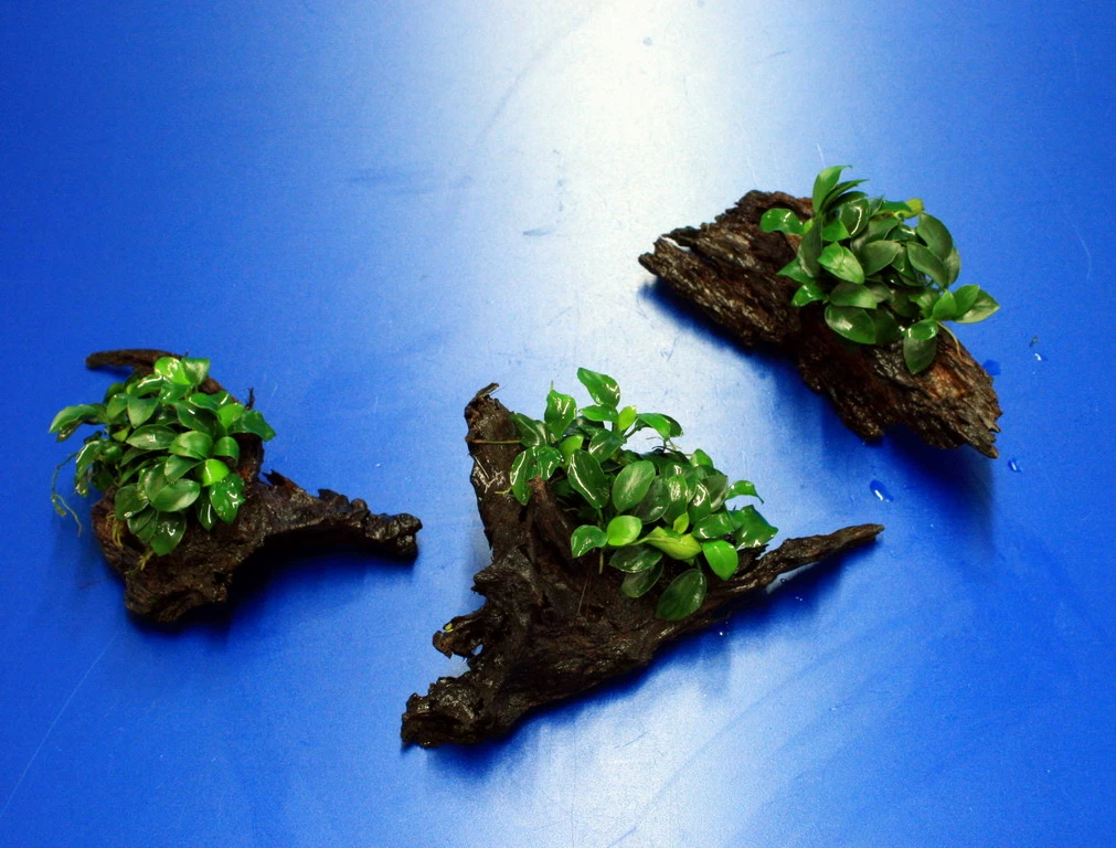 Anubias 'Petite' Oder 'Bonsai' Auf Einer Wurzel / Kleinstes Zwergspeerblatt 3 Anubias 'Petite' Oder 'Bonsai' Auf Einer Wurzel / Kleinstes Zwergspeerblatt