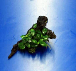 Anubias 'Petite' Oder 'Bonsai' Auf Einer Wurzel / Kleinstes Zwergspeerblatt 8 Anubias 'Petite' Oder 'Bonsai' Auf Einer Wurzel / Kleinstes Zwergspeerblatt -Hobby || DENNERLE || Flamingo Verkäufe oW 285DE 1 5