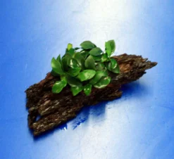 Anubias 'Petite' Oder 'Bonsai' Auf Einer Wurzel / Kleinstes Zwergspeerblatt 9 Anubias 'Petite' Oder 'Bonsai' Auf Einer Wurzel / Kleinstes Zwergspeerblatt -Hobby || DENNERLE || Flamingo Verkäufe oW 285DE 1 6