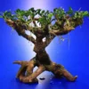 Bepflanzter Drachenbaum / Bonsaibaum Mit Anubias Pangolino *** Rarität *** 2 Bepflanzter Drachenbaum / Bonsaibaum Mit Anubias Pangolino *** Rarität *** -Hobby || DENNERLE || Flamingo Verkäufe oW 423523 1 2