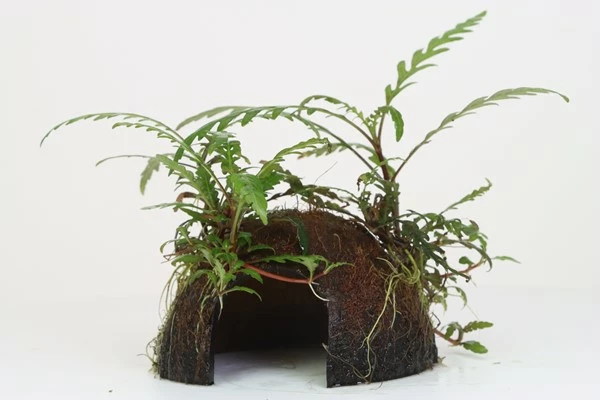 Coco Cave Mit Hygrophila Pinnatifida / Fiederspaltiger Wasserfreundauf Kokosnuss-Höhle 3 Coco Cave Mit Hygrophila Pinnatifida / Fiederspaltiger Wasserfreundauf Kokosnuss-Höhle