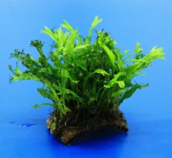 Mini Kokosnuss-Brücke Mit Javafarn WINDELOV / Microsorum Pteropus Windelov