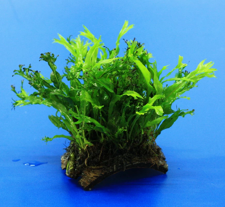 Mini Kokosnuss-Brücke Mit Javafarn WINDELOV / Microsorum Pteropus Windelov 3 Mini Kokosnuss-Brücke Mit Javafarn WINDELOV / Microsorum Pteropus Windelov