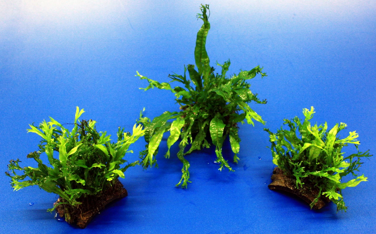 Mini Kokosnuss-Brücke Mit Javafarn WINDELOV / Microsorum Pteropus Windelov 4 Mini Kokosnuss-Brücke Mit Javafarn WINDELOV / Microsorum Pteropus Windelov – Bild 2