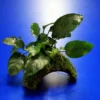 Zwergspeerblatt-Höhle / Coco Shell - Kokosnuss Mit Javamoos Und Anubias Bart. Var. Nana 1 Zwergspeerblatt-Höhle / Coco Shell - Kokosnuss Mit Javamoos Und Anubias Bart. Var. Nana -Hobby || DENNERLE || Flamingo Verkäufe oW SP007BL 1 1