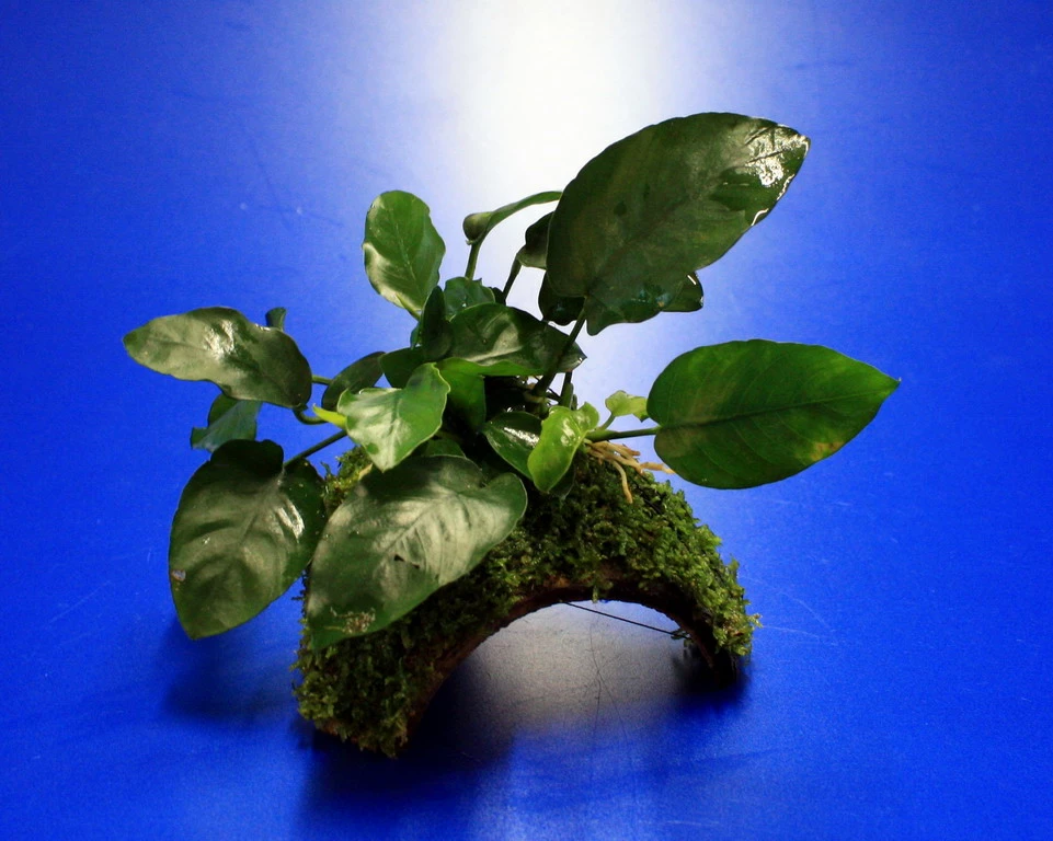 Zwergspeerblatt-Höhle / Coco Shell - Kokosnuss Mit Javamoos Und Anubias Bart. Var. Nana 3 Zwergspeerblatt-Höhle / Coco Shell - Kokosnuss Mit Javamoos Und Anubias Bart. Var. Nana