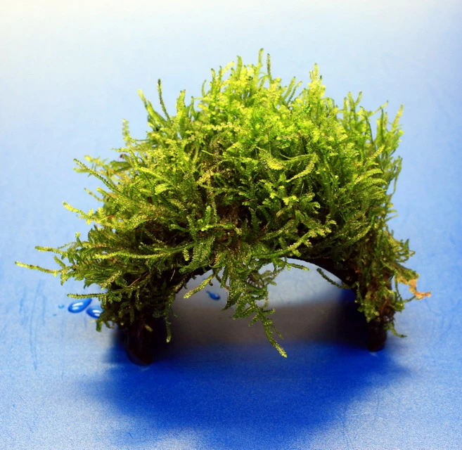 Moos-Brücke Aus Kokosnuss Mit Javamoos Bewachsen, Moos 3 Moos-Brücke Aus Kokosnuss Mit Javamoos Bewachsen, Moos