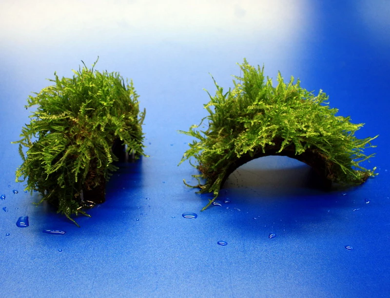 Moos-Brücke Aus Kokosnuss Mit Javamoos Bewachsen, Moos 4 Moos-Brücke Aus Kokosnuss Mit Javamoos Bewachsen, Moos – Bild 2