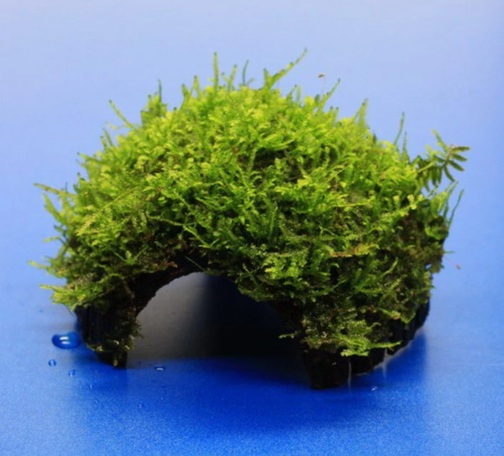 Moos-Höhle / Coco Shell - Kokosnuss Mit Javamoos Bewachsen, Moos 4 Moos-Höhle / Coco Shell - Kokosnuss Mit Javamoos Bewachsen, Moos – Bild 2