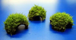 Moos-Höhle / Coco Shell - Kokosnuss Mit Javamoos Bewachsen, Moos 7 Moos-Höhle / Coco Shell - Kokosnuss Mit Javamoos Bewachsen, Moos -Hobby || DENNERLE || Flamingo Verkäufe oW SP4BL 1 3