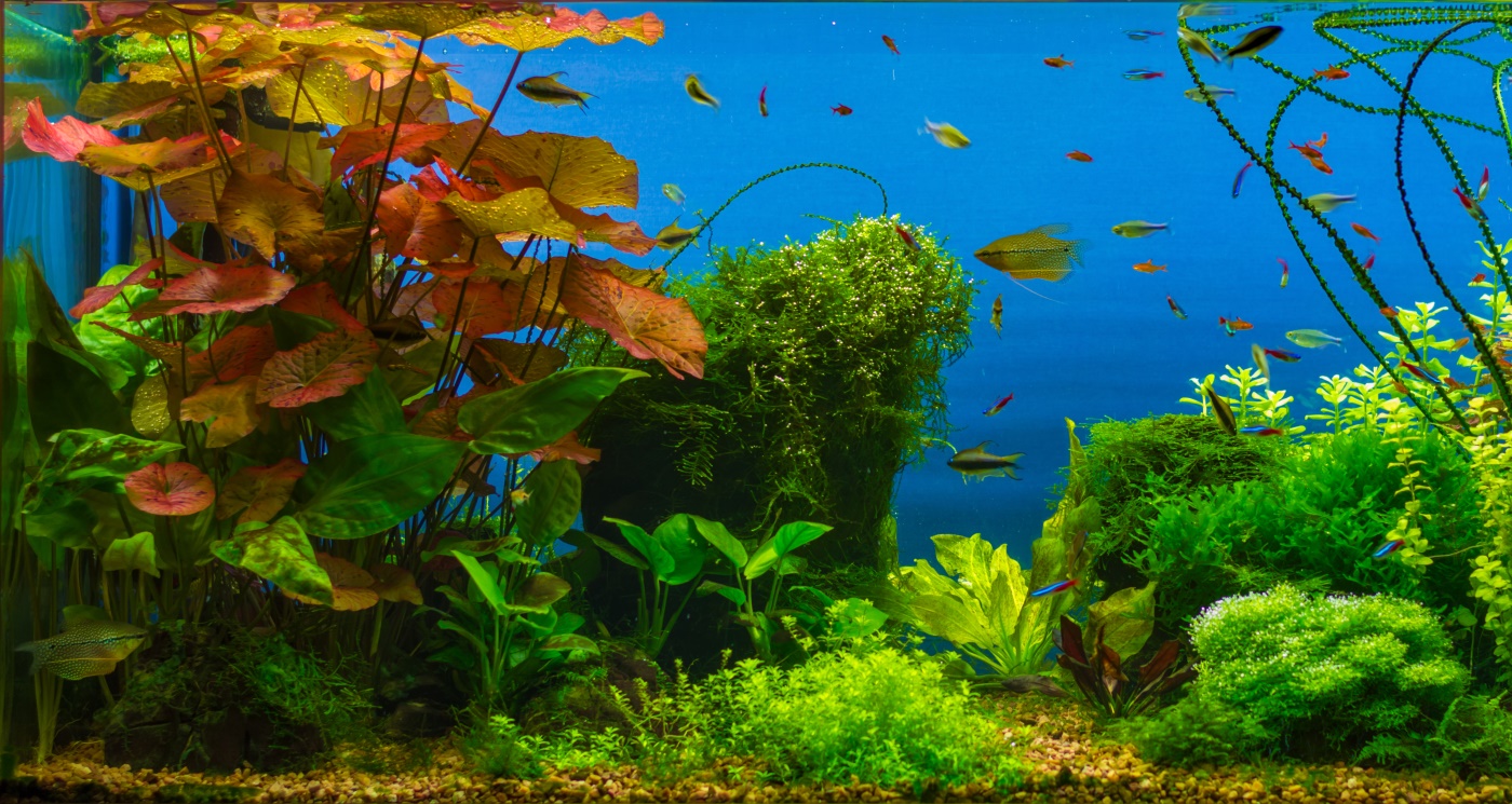 Hobby || DENNERLE || Flamingo Verkäufe -Hobby || DENNERLE || Flamingo Verkäufe d2